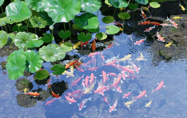 11295-3d-model-of-koi-aquarium-for-download